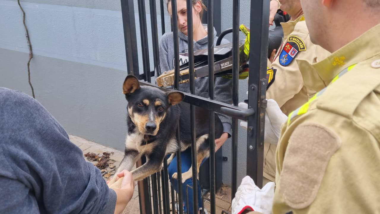 Cachorrinha é resgatada após ficar presa na grade do portão no Santa Cruz