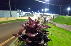 Entre a neblina e o movimento: Cascavel desperta para mais um sábado de outono