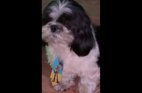 Cachorro Zeus desapareceu no bairro Parque São Paulo Cachorro Zeus desapareceu no bairro Parque São Paulo