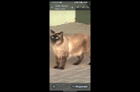 Gato é encontrado no bairro Country Gato é encontrado no bairro Country