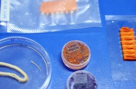 Embrapa produz em laboratório salmão, caviar e anéis de lula veganos
