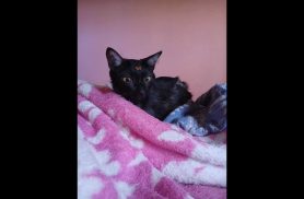 Gata Aya desapareceu no bairro Esmeralda Gata Aya desapareceu no bairro Esmeralda