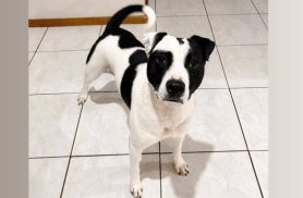 Cachorra é encontrada no bairro Recanto Tropical Cachorra é encontrada no bairro Recanto Tropical
