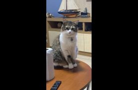 Gato venus desapareceu no bairro Brasília Gato venus desapareceu no bairro Brasília