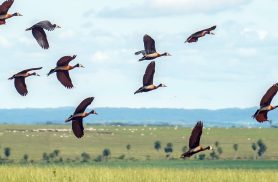 Pesquisadores querem criar índice para “traduzir” estresse ambiental