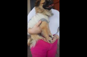 Cachorro é encontrado no bairro Coqueiral Cachorro é encontrado no bairro Coqueiral