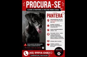 Cachorra Pantera desapareceu no bairro Guarujá Cachorra Pantera desapareceu no bairro Guarujá