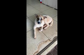 Cachorro é encontrado no bairro Esmeralda Cachorro é encontrado no bairro Esmeralda