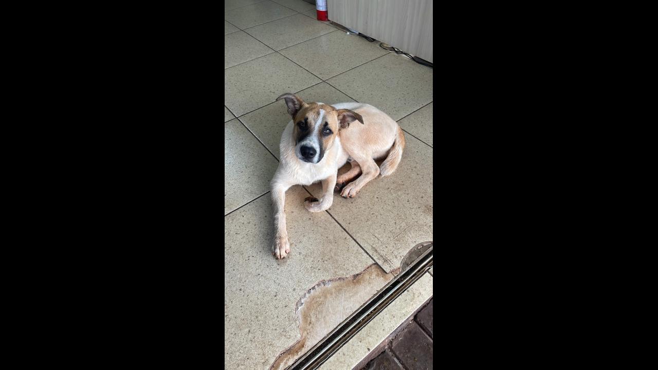 Imagem referente a Cachorro é encontrado no bairro Esmeralda