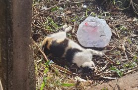 Denúncia aponta envenenamento de animais próximo à escola em Cascavel