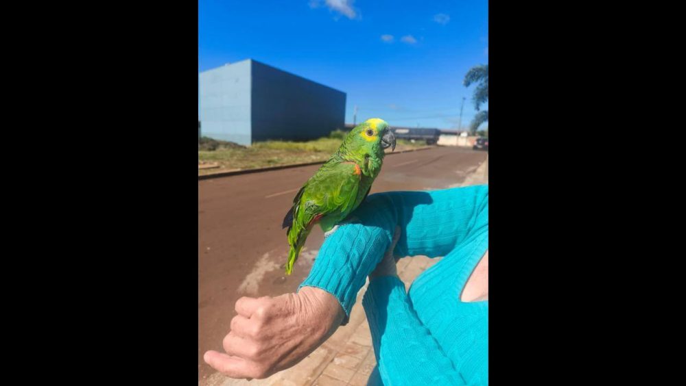 Papagaio é encontrado no bairro Esmeralda