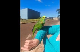 Papagaio é encontrado no bairro Esmeralda Papagaio é encontrado no bairro Esmeralda