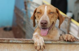 Cachorra Cida desapareceu no bairro Coqueiral Cachorra Cida desapareceu no bairro Coqueiral