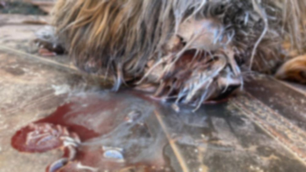 Chocante: Cachorro está sendo comido vivo por larvas em Cascavel Imagem referente a Chocante: Cachorro está sendo comido vivo por larvas em Cascavel