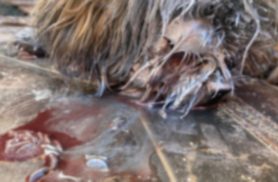 Chocante: Cachorro está sendo comido vivo por larvas em Cascavel
