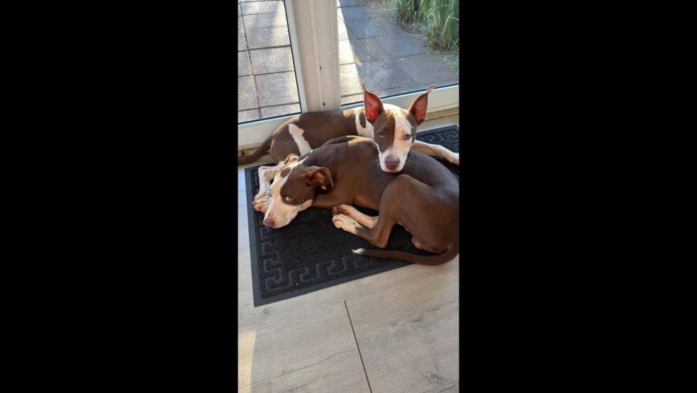 Cachorro é encontrado no bairro Jardim Padovani Imagem referente a Cachorro é encontrado no bairro Jardim Padovani