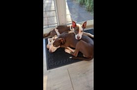 Cachorro é encontrado no bairro Jardim Padovani Cachorro é encontrado no bairro Jardim Padovani