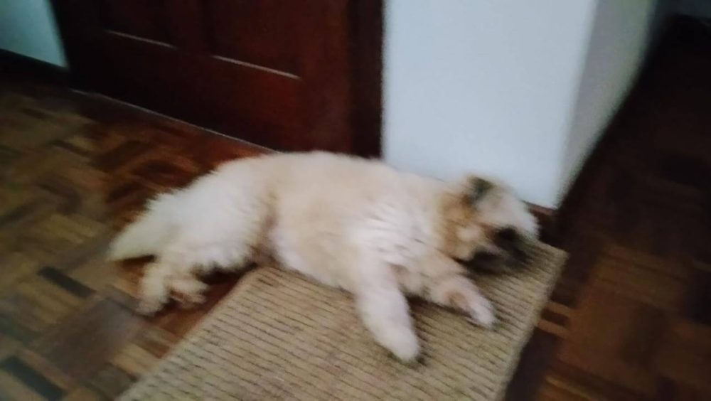Cachorra é encontrada no bairro Parque Verde Imagem referente a Cachorra é encontrada no bairro Parque Verde