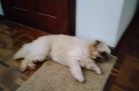 Cachorra é encontrada no bairro Parque Verde Cachorra é encontrada no bairro Parque Verde