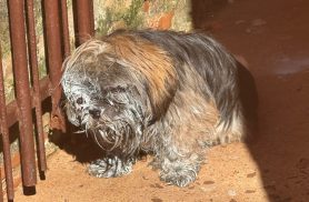 Cachorrinho cego e tomado por bicheiras precisa de carona para chegar ao Samucão