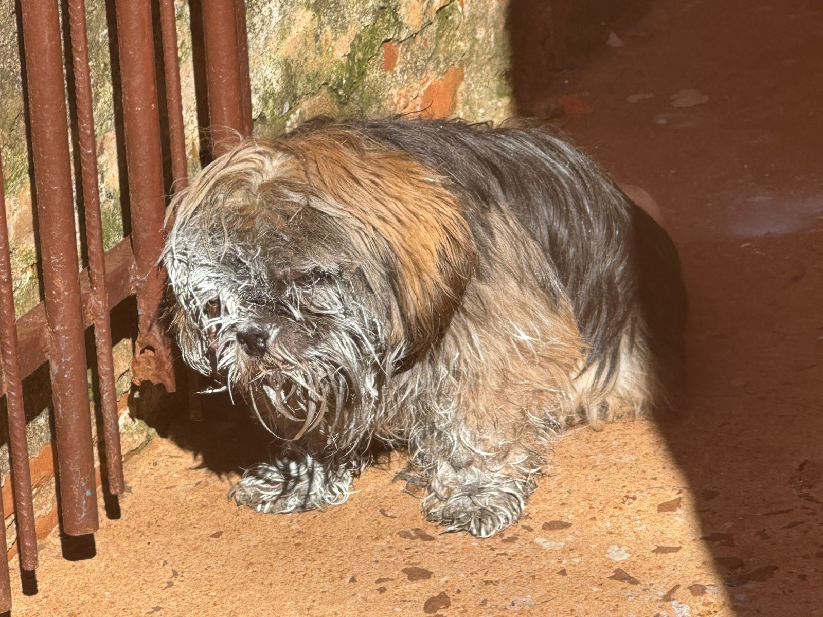 Cachorrinho cego e tomado por bicheiras precisa de carona para chegar ao Samucão