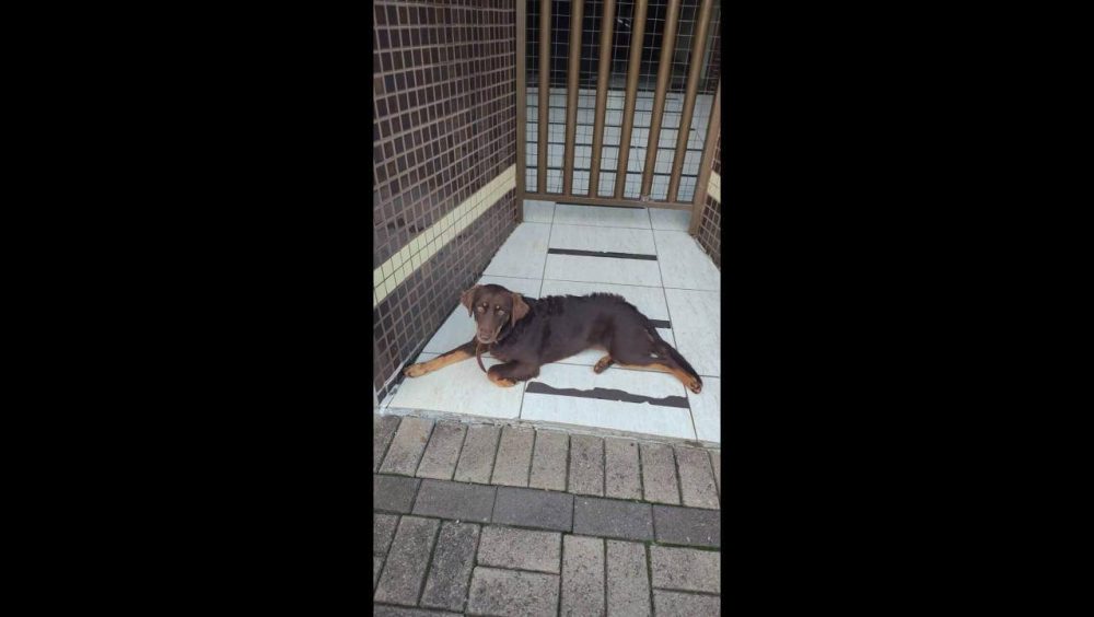 Cachorra Mel desapareceu no bairro Parque São Paulo Imagem referente a Cachorra Mel desapareceu no bairro Parque São Paulo