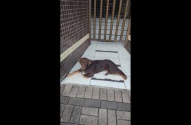 Cachorra Mel desapareceu no bairro Parque São Paulo Cachorra Mel desapareceu no bairro Parque São Paulo