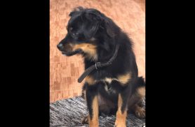 Cachorro é encontrado no bairro Parque Verde Cachorro é encontrado no bairro Parque Verde