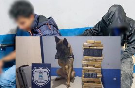 Cão Xerife encontra droga em ônibus e dupla paraguaia acaba detida