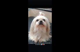 Cachorra Cristal desapareceu no bairro Clarito Cachorra Cristal desapareceu no bairro Clarito