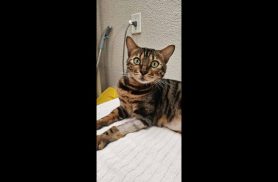 Gato Tchalla desapareceu no bairro Neva Gato Tchalla desapareceu no bairro Neva