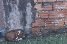 Cena revoltante: Cachorro é mantido amarrado ao relento em Cascavel