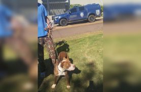 Patrulha Ambiental da GM resgata cachorro que estava amarrado em muro há 2 dias