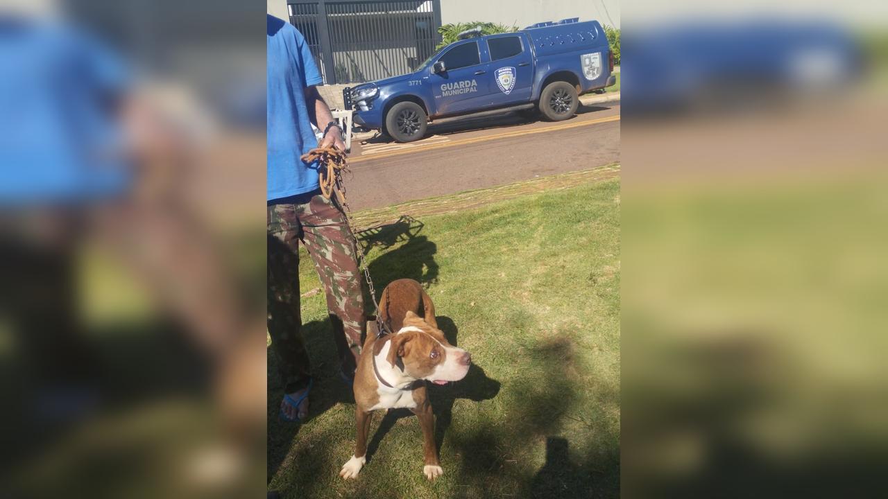 Patrulha Ambiental da GM resgata cachorro que estava amarrado em muro há 2 dias