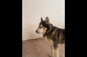 Cachorro é encontrado no bairro Country Cachorro é encontrado no bairro Country