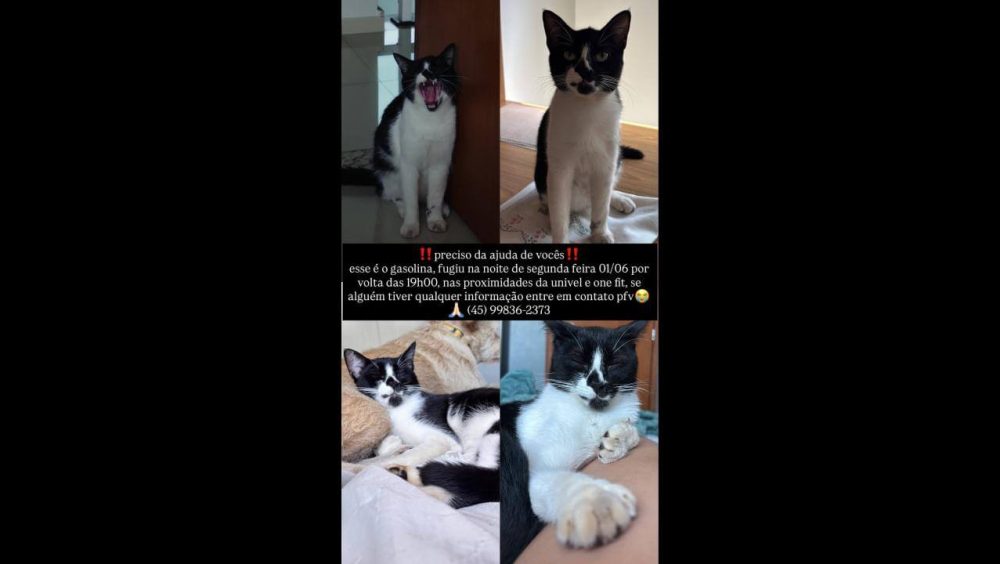 Gato Gasolina desapareceu no bairro Angra dos Reis Imagem referente a Gato Gasolina desapareceu no bairro Angra dos Reis