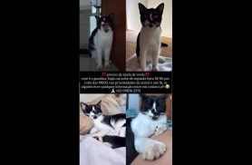 Gato Gasolina desapareceu no bairro Angra dos Reis Gato Gasolina desapareceu no bairro Angra dos Reis