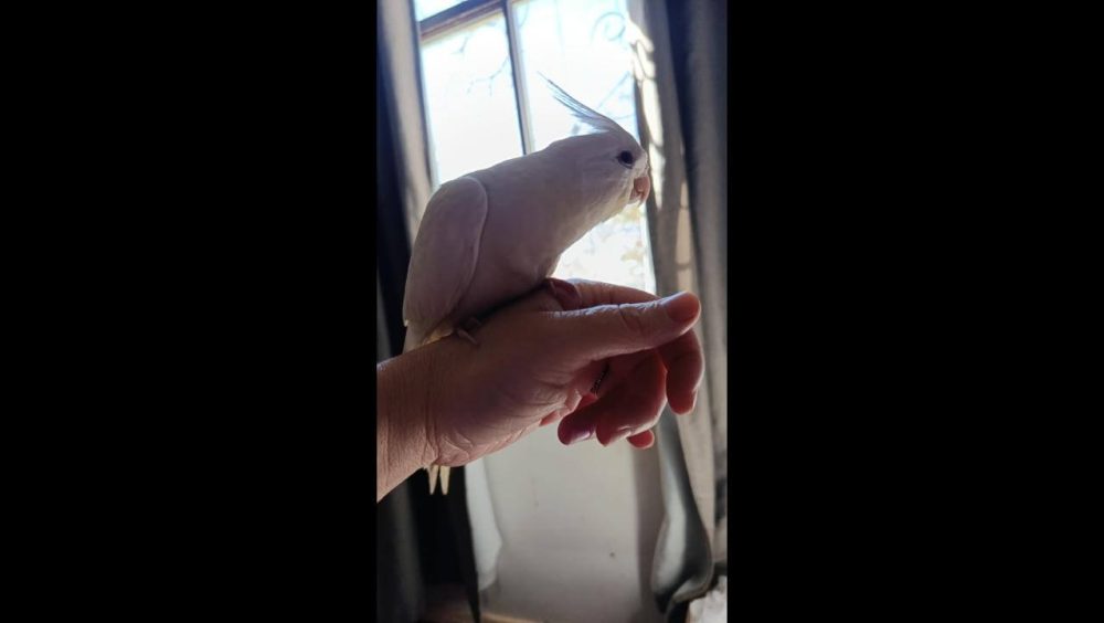 Calopsita Nico desapareceu no bairro Jardim União Imagem referente a Calopsita Nico desapareceu no bairro Jardim União