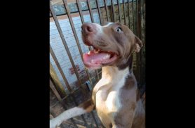 Cachorro é encontrado no bairro Country Cachorro é encontrado no bairro Country