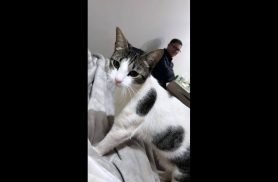 Gato Hope desapareceu no bairro Morumbi Gato Hope desapareceu no bairro Morumbi