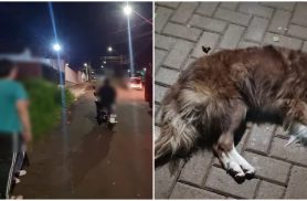 Condutor de moto fica ferido e cachorro morre em acidente na Rua João Maria Correia