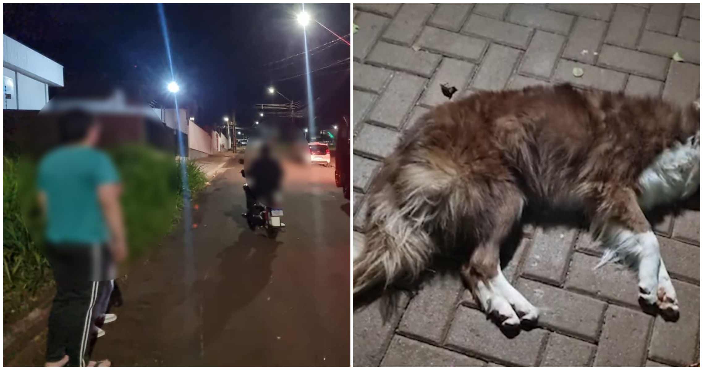Condutor de moto fica ferido e cachorro morre em acidente na Rua João Maria Correia
