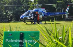 IAT lança 700 mil sementes de palmeira-juçara em áreas de Mata Atlântica no Litoral do Paraná