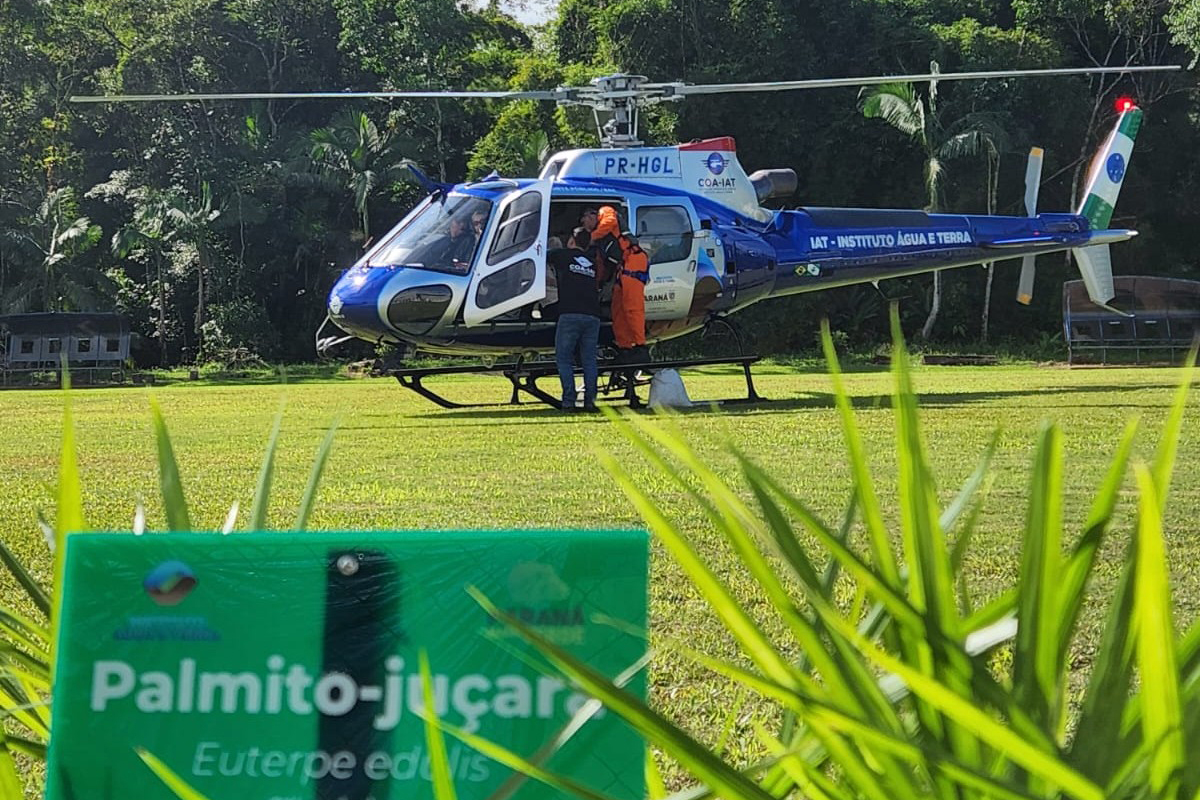 IAT lança 700 mil sementes de palmeira-juçara em áreas de Mata Atlântica no Litoral do Paraná