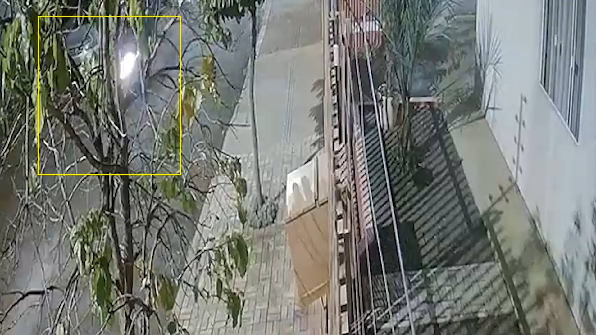 Câmera registra momento em que cachorro morre ao ser atingido por motocicleta em Cascavel