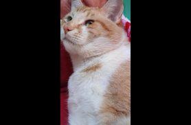 Gato Pudim desapareceu no bairro Santa Felicidade