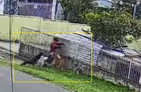 Vídeo mostra momento em que menino é atacado por matilha de cães em Guarapuava