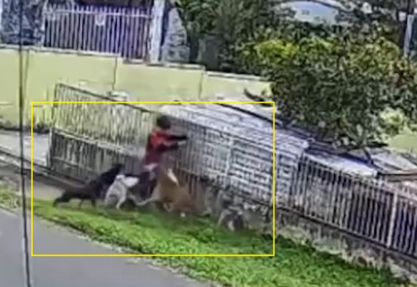 Vídeo mostra momento em que menino é atacado por matilha de cães em Guarapuava
