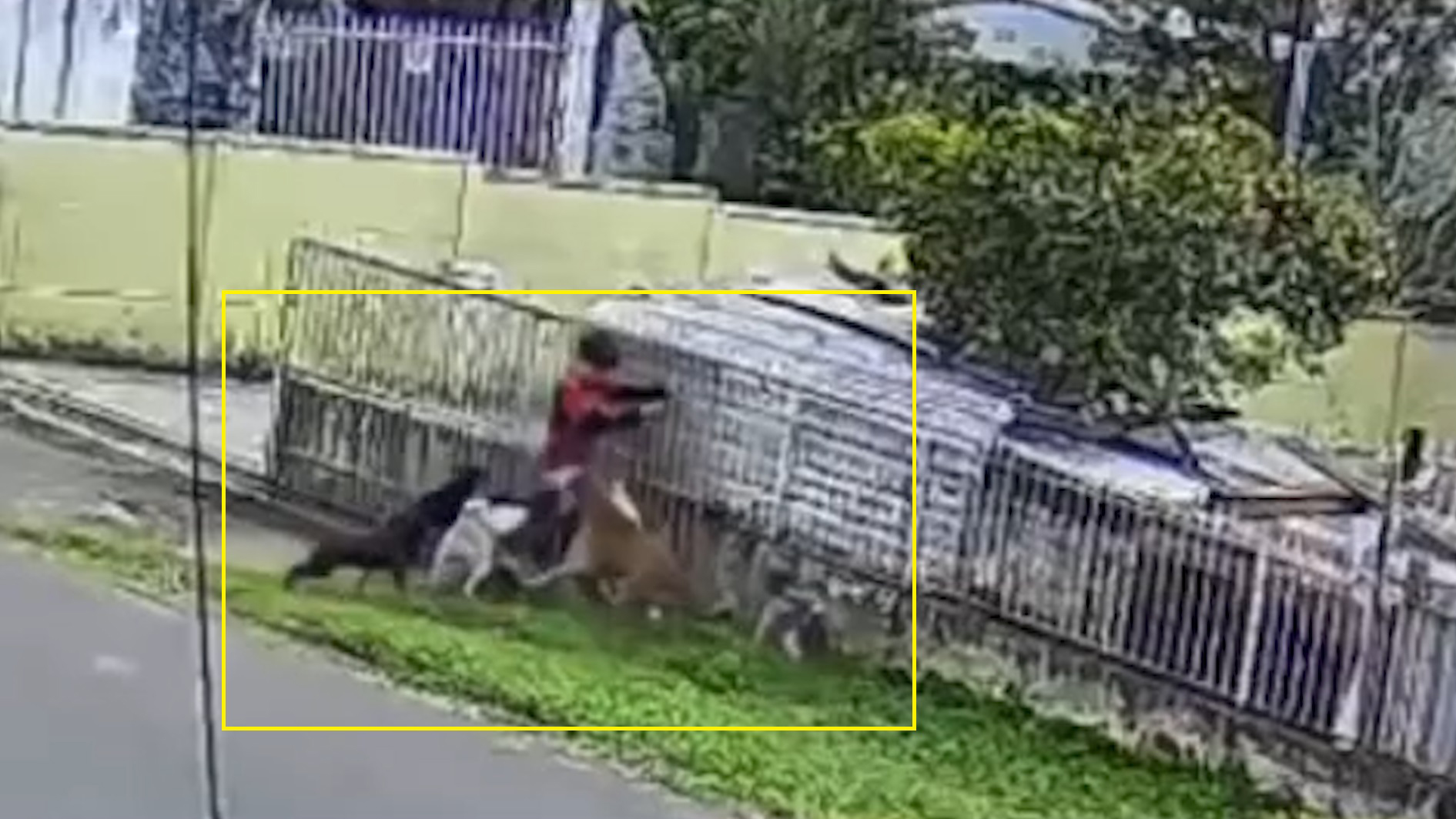 Vídeo mostra momento em que menino é atacado por matilha de cães em Guarapuava