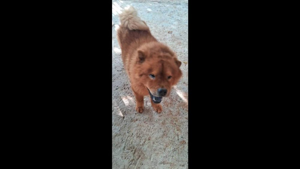 Cachorro Bethoveen, é um Chow Chow Marrou sumiu já faz 4 desapareceu no bairro Cascavel Velho Imagem referente a Cachorro Bethoveen, é um Chow Chow Marrou sumiu já faz 4 desapareceu no bairro Cascavel Velho